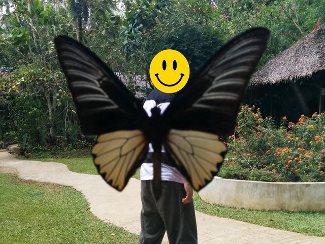 アゲハ蝶になりました