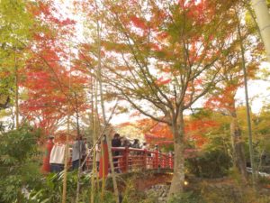 紅葉と竹と橋と