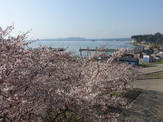 永芳閣からの桜の眺め