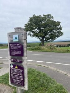 セブンスターの木